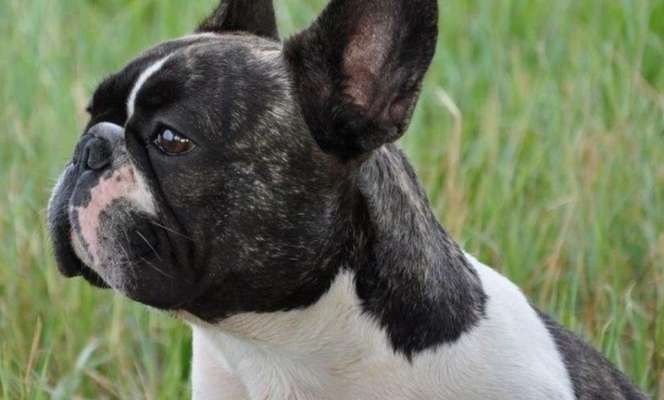 Brachycephale Hunderassen-Beitrag-Bild