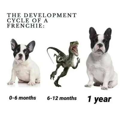 Französische Bulldoggen-Beitrag-Bild