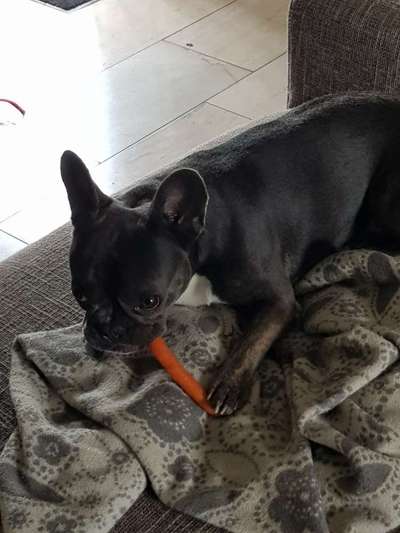 Französische Bulldoggen-Beitrag-Bild