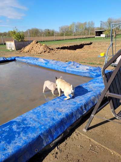 Französische Bulldoggen-Beitrag-Bild