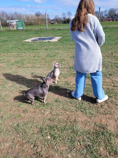 Französische Bulldoggen-Beitrag-Bild