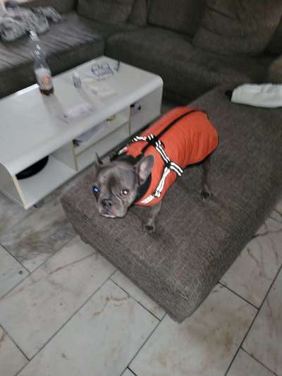 Französische Bulldoggen-Beitrag-Bild