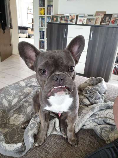 Französische Bulldoggen-Beitrag-Bild