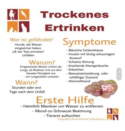 Brachycephale Hunderassen-Beitrag-Bild