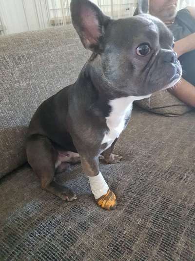 Französische Bulldoggen-Beitrag-Bild