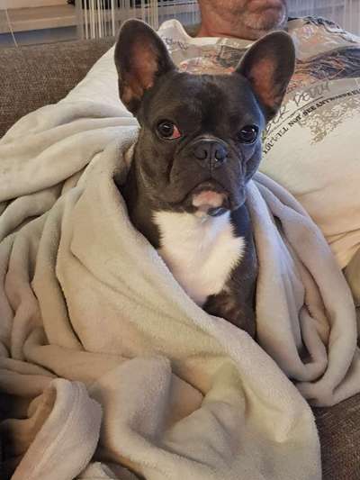 Französische Bulldoggen-Beitrag-Bild