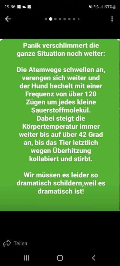 Französische Bulldoggen-Beitrag-Bild