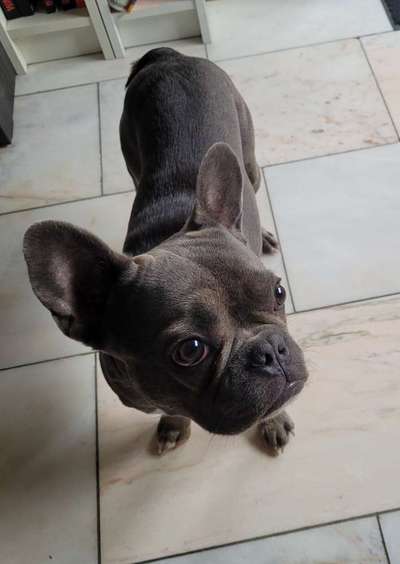 Französische Bulldoggen-Beitrag-Bild