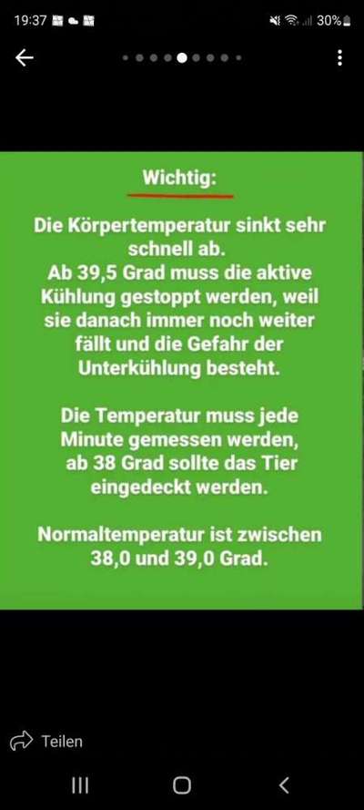 Französische Bulldoggen-Beitrag-Bild