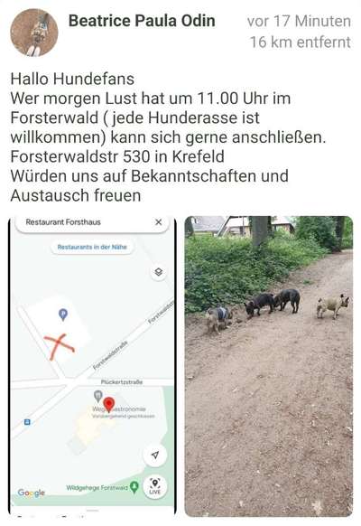 Französische Bulldoggen-Beitrag-Bild