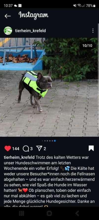 Französische Bulldoggen-Beitrag-Bild