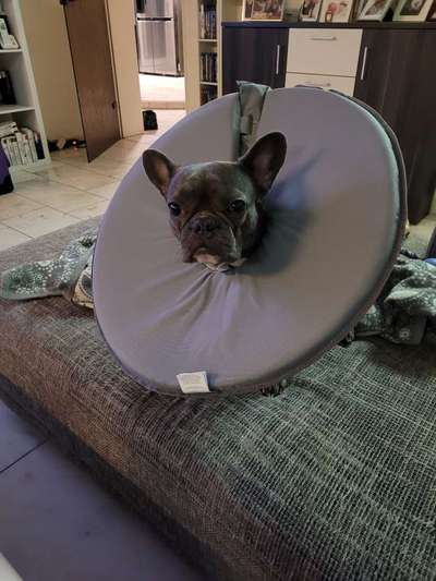 Französische Bulldoggen-Beitrag-Bild