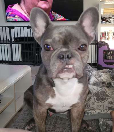 Französische Bulldoggen-Beitrag-Bild