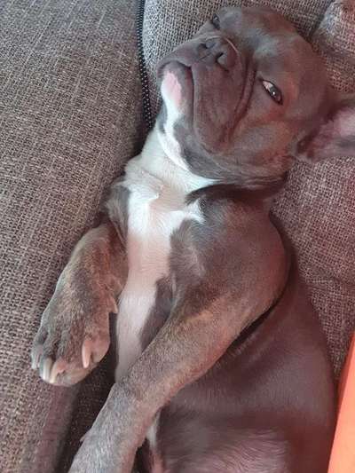 Französische Bulldoggen-Beitrag-Bild