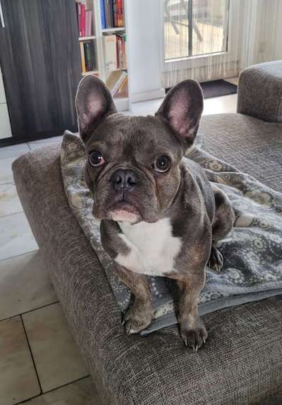 Französische Bulldoggen-Beitrag-Bild