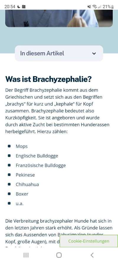 Französische Bulldoggen-Beitrag-Bild