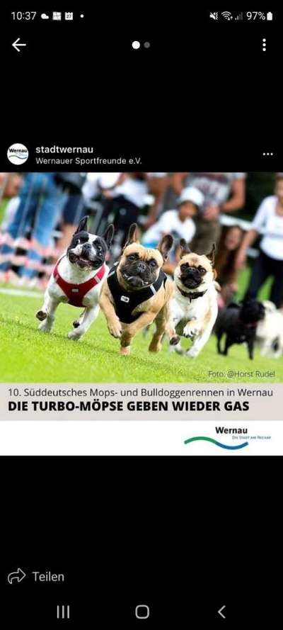Französische Bulldoggen-Beitrag-Bild