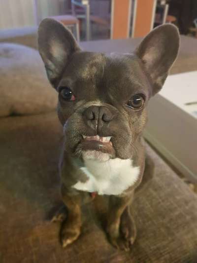 Französische Bulldoggen-Beitrag-Bild