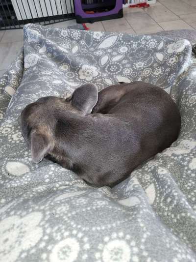 Französische Bulldoggen-Beitrag-Bild