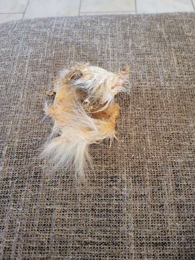 Französische Bulldoggen-Beitrag-Bild