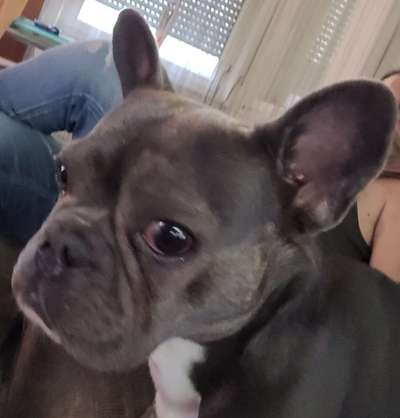 Französische Bulldoggen-Beitrag-Bild