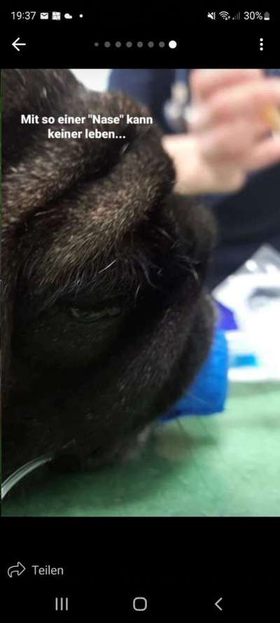 Französische Bulldoggen-Beitrag-Bild