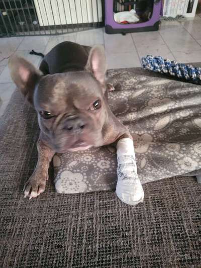 Brachycephale Hunderassen-Beitrag-Bild