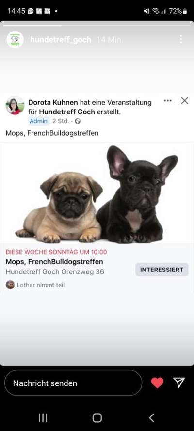 Französische Bulldoggen-Beitrag-Bild