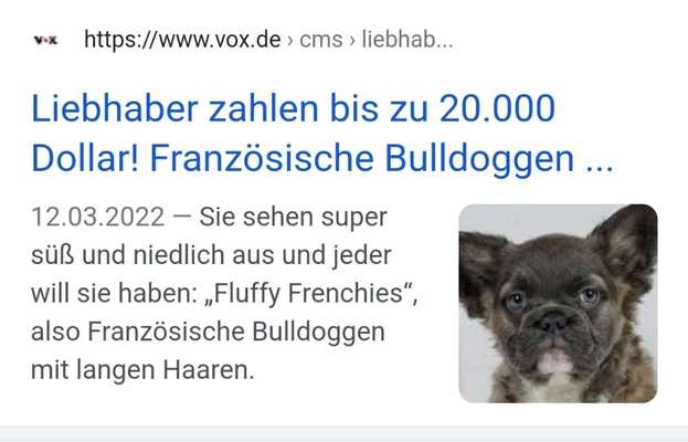 Brachycephale Hunderassen-Beitrag-Bild