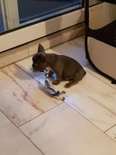 Französische Bulldoggen-Beitrag-Bild