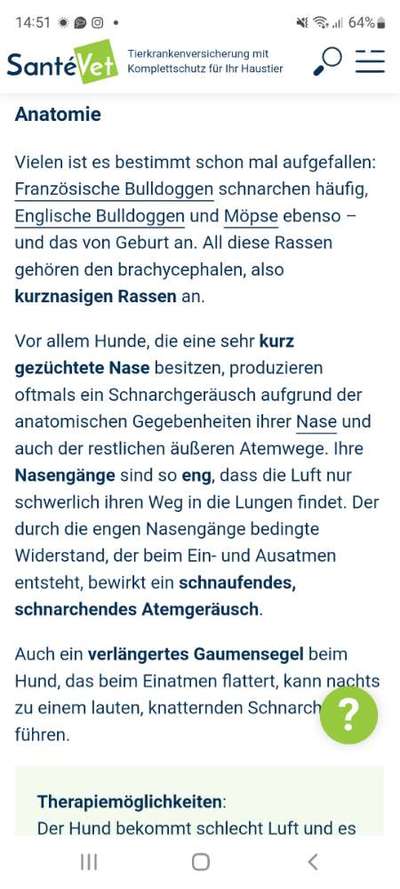 Brachycephale Hunderassen-Beitrag-Bild