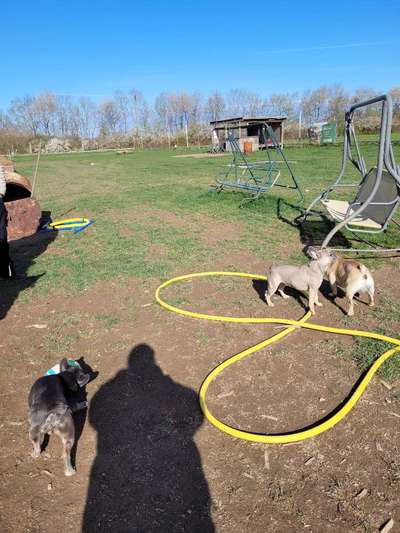 Französische Bulldoggen-Beitrag-Bild