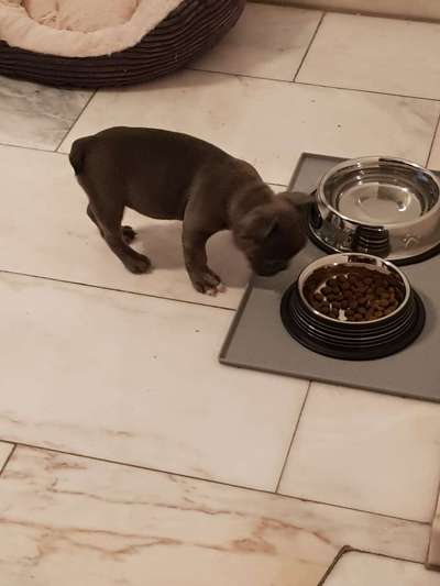 Französische Bulldoggen-Beitrag-Bild