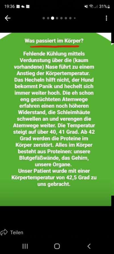 Französische Bulldoggen-Beitrag-Bild