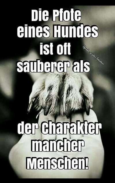 Französische Bulldoggen-Beitrag-Bild