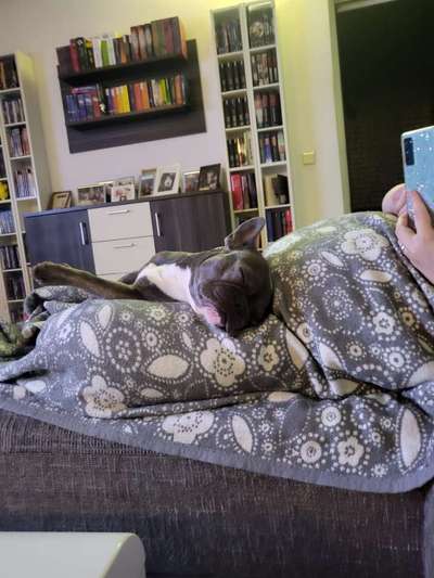 Französische Bulldoggen-Beitrag-Bild