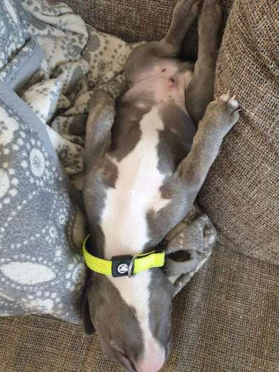 Französische Bulldoggen-Beitrag-Bild