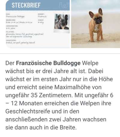 Französische Bulldogge   Rassebeschreibung, Probleme, Kosten, Erfahrungen-Beitrag-Bild