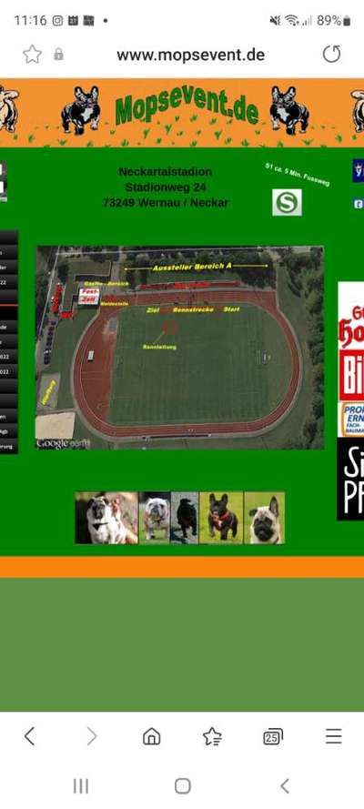 Brachycephale Hunderassen-Beitrag-Bild