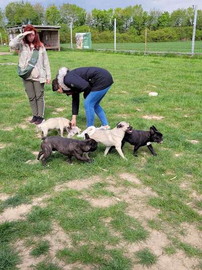 Französische Bulldoggen-Beitrag-Bild