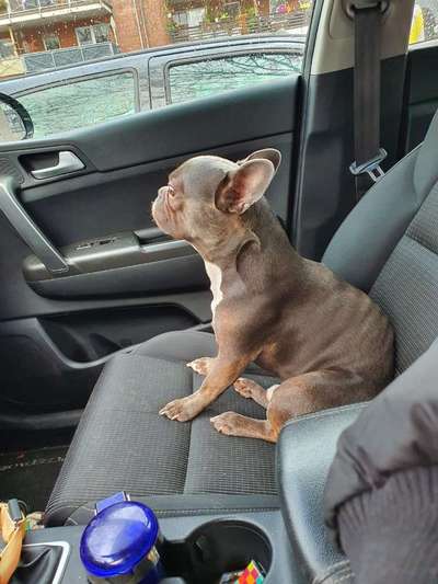 Französische Bulldoggen-Beitrag-Bild