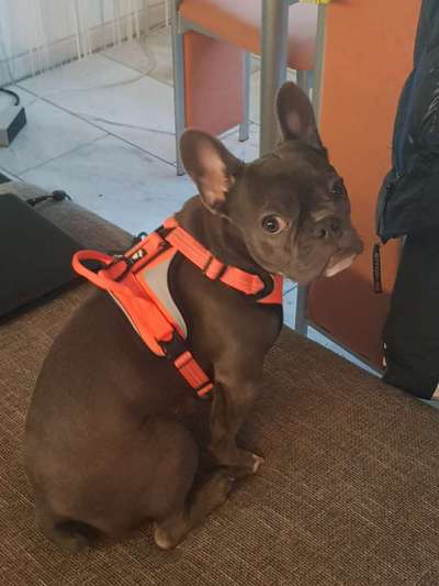 Französische Bulldoggen-Beitrag-Bild