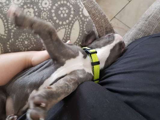 Französische Bulldoggen-Beitrag-Bild