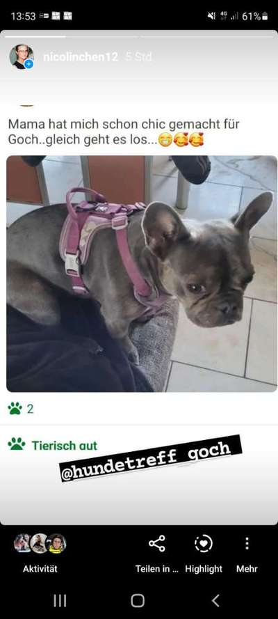 Französische Bulldoggen-Beitrag-Bild