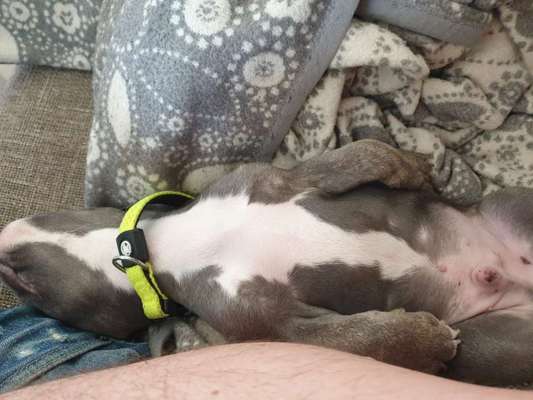 Französische Bulldoggen-Beitrag-Bild