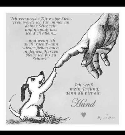 Französische Bulldoggen-Beitrag-Bild