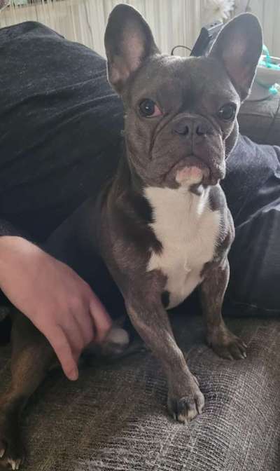 Französische Bulldoggen-Beitrag-Bild