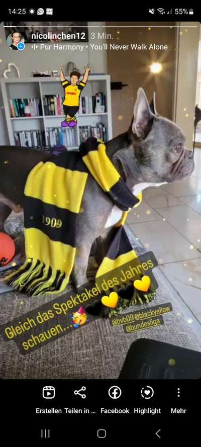 Französische Bulldoggen-Beitrag-Bild