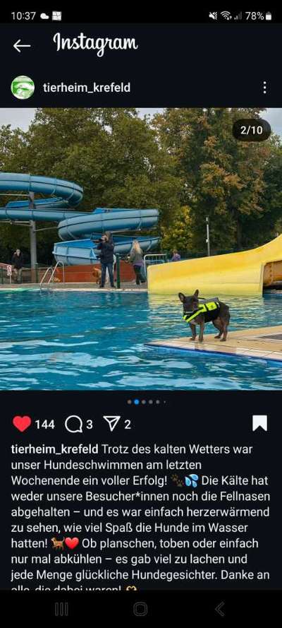 Französische Bulldoggen-Beitrag-Bild