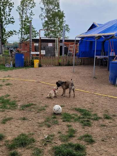 Französische Bulldoggen-Beitrag-Bild